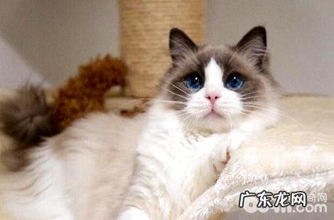 布偶猫有哪些缺陷?你还愿意养布偶猫吗?