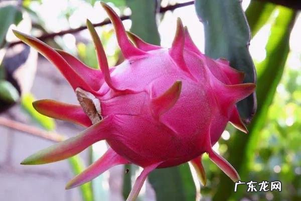 减肥时喝哪些果汁或吃哪些蔬菜比较好？