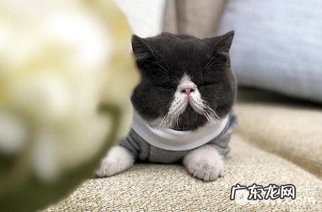 加菲猫吃什么东西能够发腮？