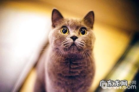 波斯猫和蓝猫能够在一起交配吗?