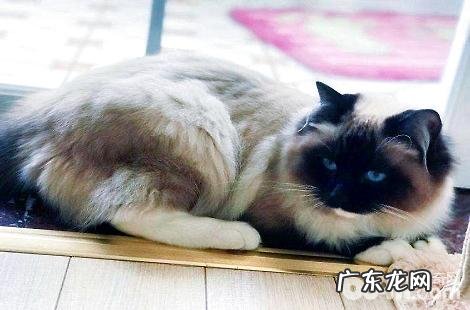 要点色的布偶猫比较稀缺吗?多少钱一只?