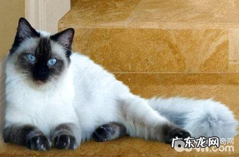 要点色的布偶猫比较稀缺吗?多少钱一只?