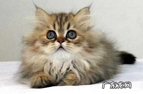 金吉拉和布偶猫能够配种吗?