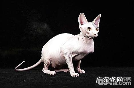 无毛猫需求弥补牛磺酸吗?有什么效果?