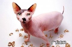 无毛猫需求弥补牛磺酸吗？有什么效果？