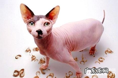 无毛猫需求弥补牛磺酸吗?有什么效果?