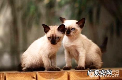 猫咪秋季掉毛仍是这么严峻怎么回事?