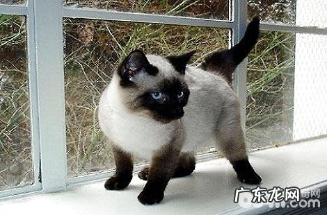 暹罗猫驱虫后仍是拉软便怎么办?