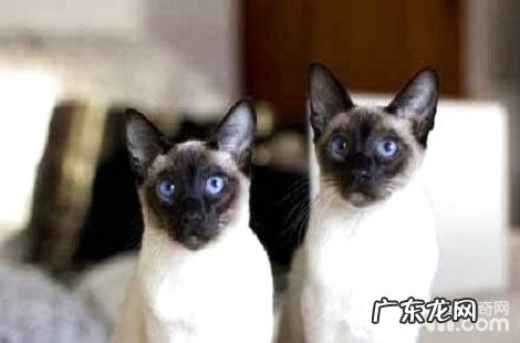 打了猫三联疫苗暹罗猫还会得猫鼻支吗?