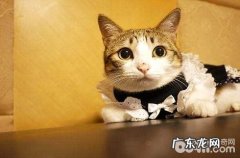 猫咪年纪大了有便秘状况怎么办？