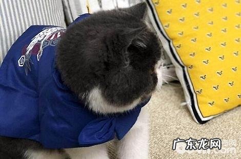 会有哪些原因引起异国短毛猫吐逆？