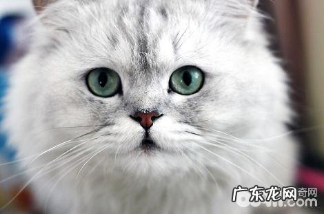 2个月的小猫能够吃肉吗?