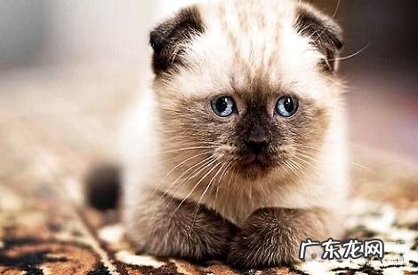 人吃的维生素能够给猫咪吃吗?