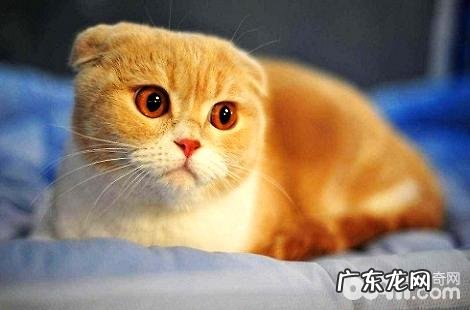 猫咪身体里都需求哪些维生素？