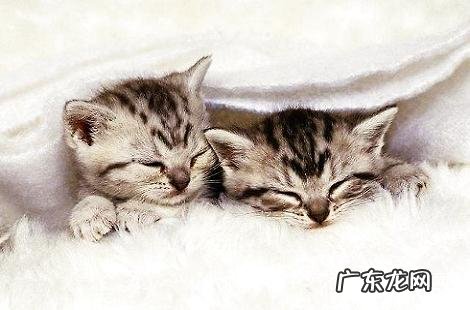 猫咪身体里都需求哪些维生素？