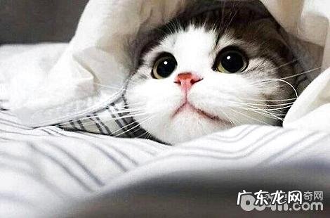 猫咪身体里都需求哪些维生素？