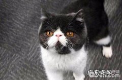 异国短毛猫需求弥补维生素C吗？