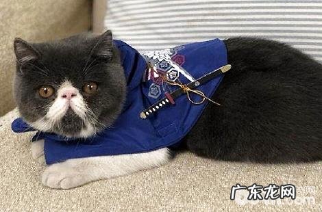 异国短毛猫从几个月的时分能够吃猫粮?