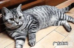 美国短毛猫绝育之后需求留意哪些？