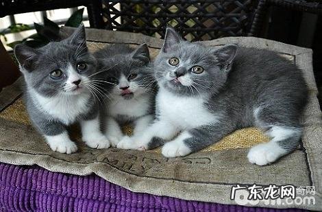 英国短毛猫挑食的话要怎样喂食?