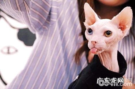 无毛猫是什么猫?要多少钱一只?