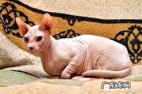 无毛猫是什么猫?要多少钱一只?