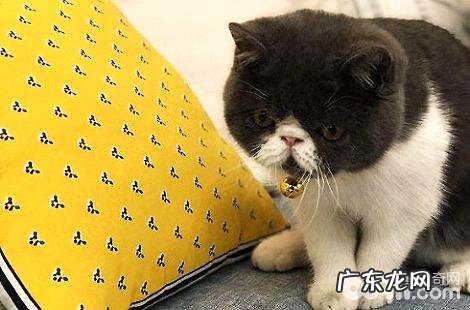 猫咪喜爱喝脏水会使猫咪拉稀吗?