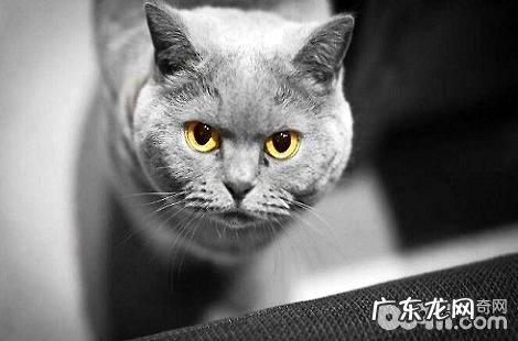 吃妙鲜包罐头之后,英短软就是为什么?