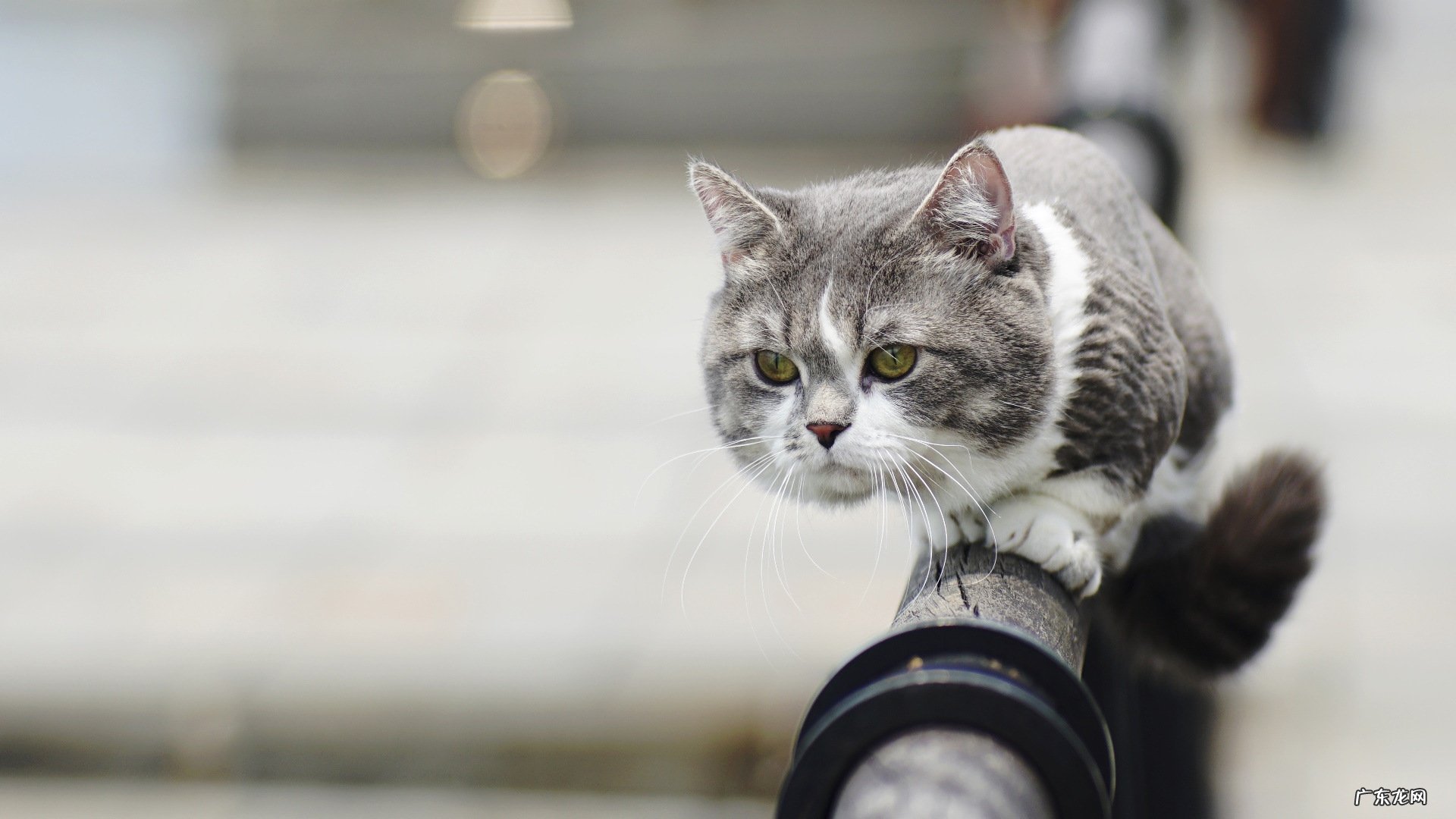 苹果减肥法多少天一次 苹果减肥法只用一天有效吗?