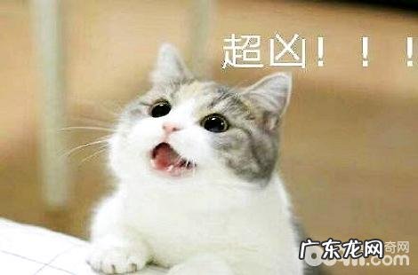 夏天猫咪胃口下降是正常的吗?