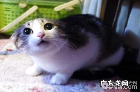 可以用洗发水给土猫洗澡吗?