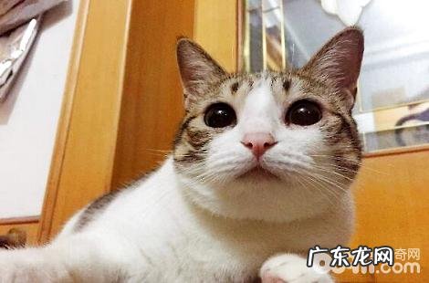 中华田园猫大便带血,是什么原因?