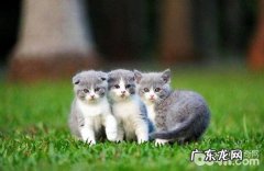 小奶猫没长牙要吃什么？