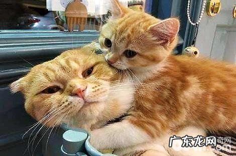 刚出生小奶猫要怎样喂食?