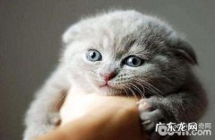 刚出生小奶猫要怎样喂食？