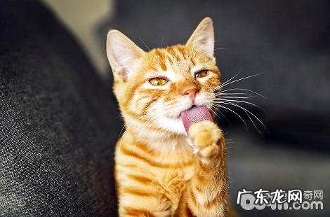 猫咪多大能够吃WOWO化毛膏？