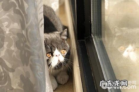打了小猫之后,小猫会记仇吗?