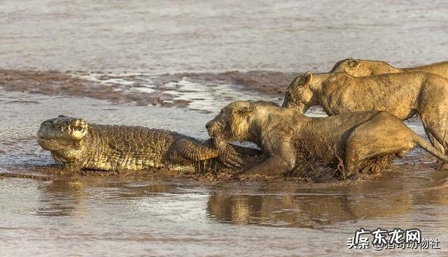 陆地肉食动物排名靠前的都有哪些