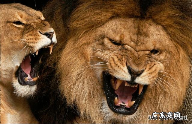 陆地肉食动物排名靠前的都有哪些