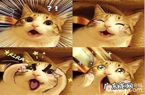 瓜皮猫是什么种类的猫?