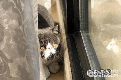 晚年猫便秘要怎样处理？