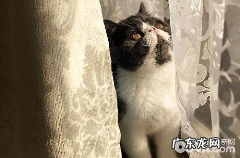 猫为什么会有抓老鼠的天分？