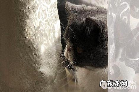 猫咪吃了化毛膏会呈现什么症状?