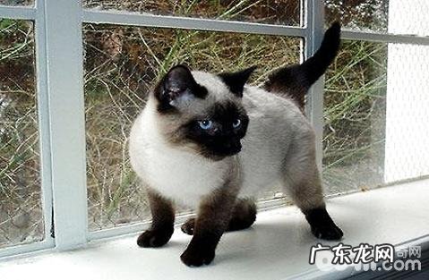 化毛膏和猫草哪个作用好?