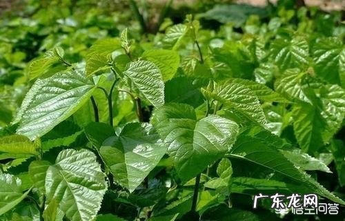 中药处方中如何知道，君、臣、佐、使的药物它们之间各起什么作用