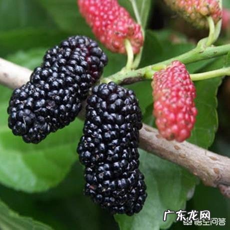 中药处方中如何知道，君、臣、佐、使的药物它们之间各起什么作用