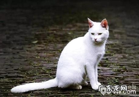 猫喂养要固定时刻吗?猫的喂养时刻和次数