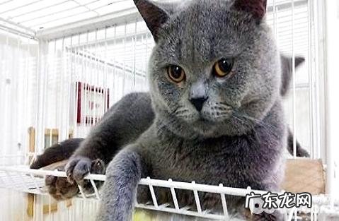 宠物猫有什么种类?宠物猫的种类价格