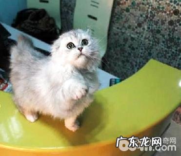 高地折耳猫怎样养?高地折耳猫的寿数
