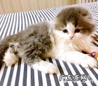 高地折耳猫怎样养?高地折耳猫的寿数